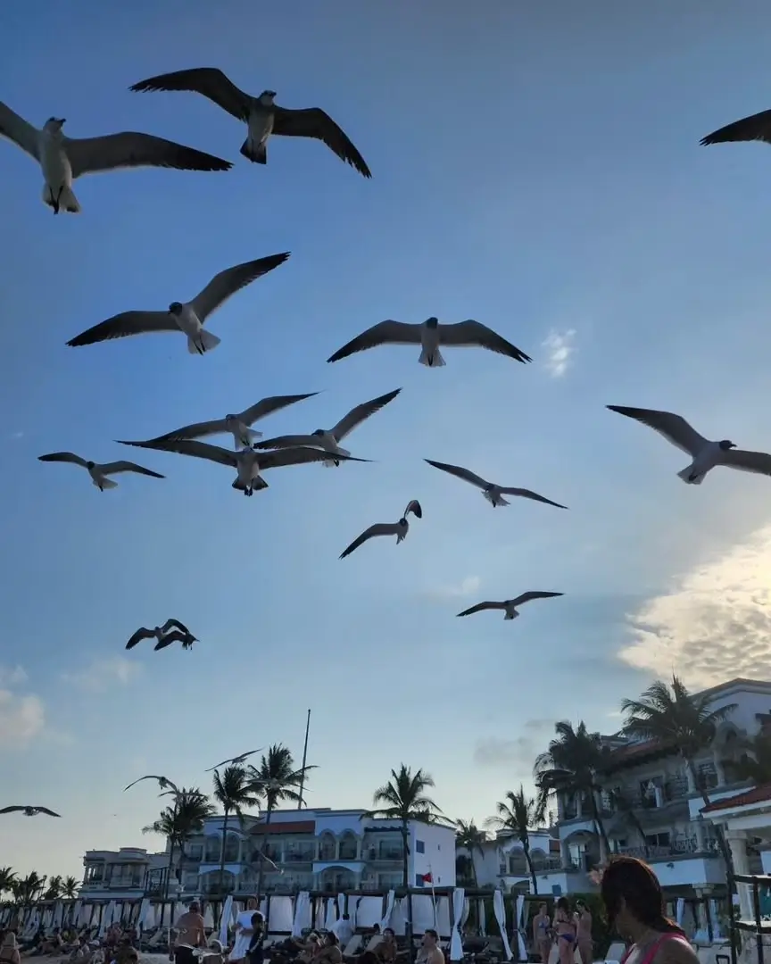 playa pelícanos en playa del carmen