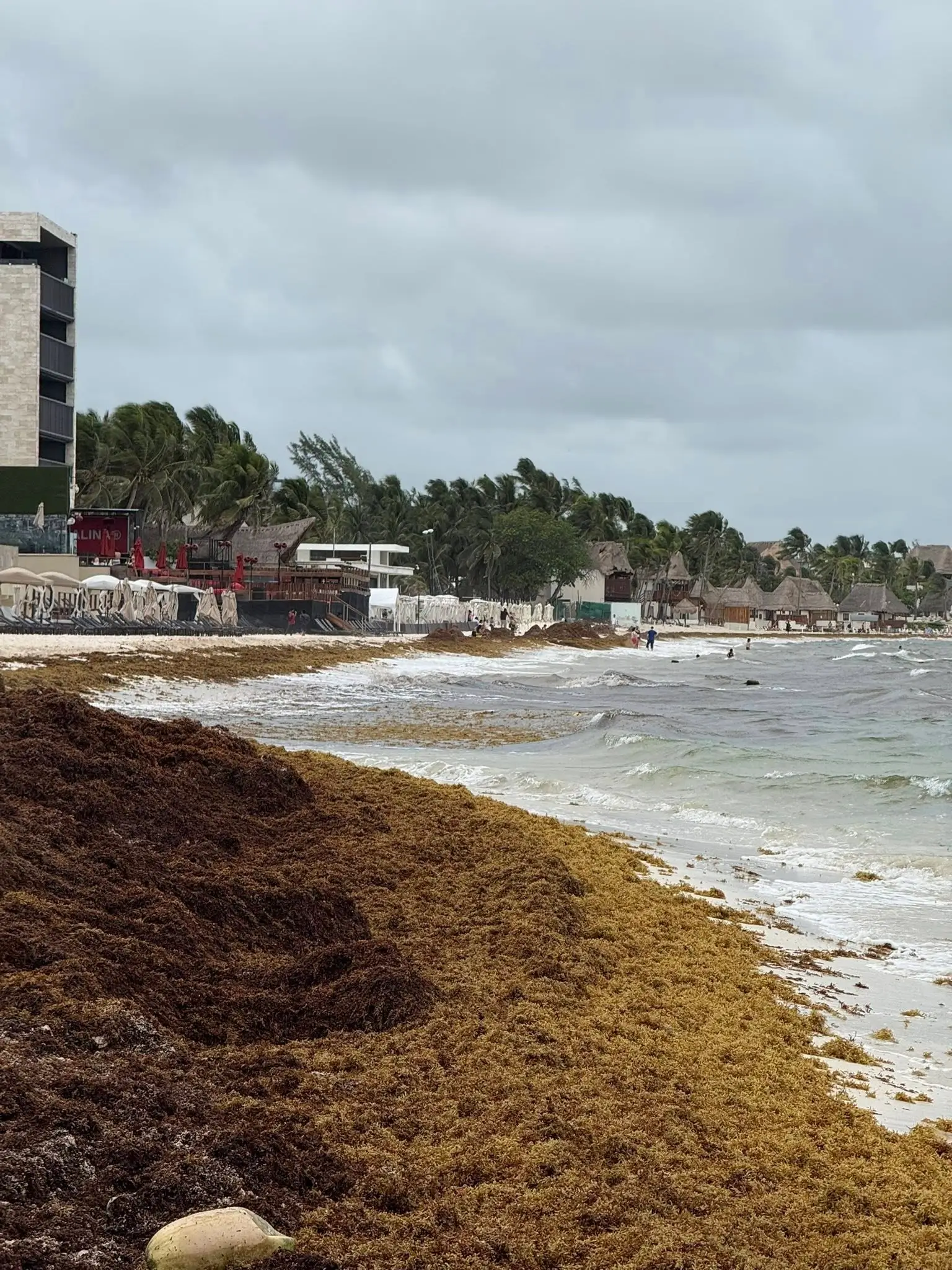 Sargazo hoy 28 de Junio en Playa del Carmen