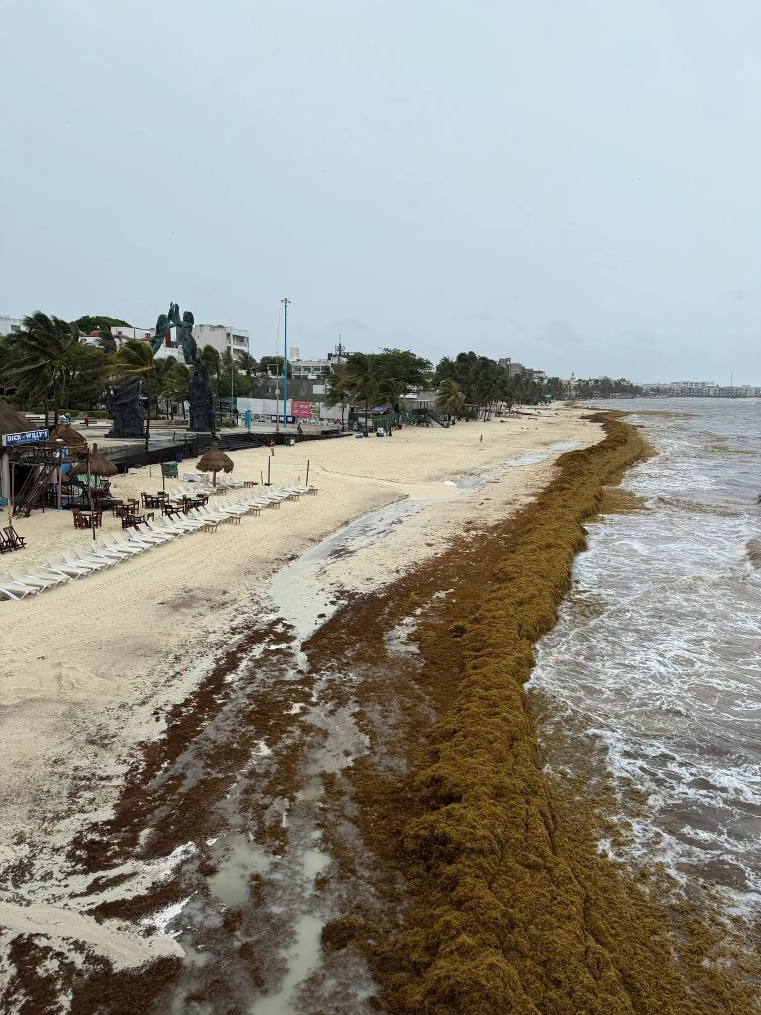 Sargazo hoy 28 de Junio en Playa del Carmen